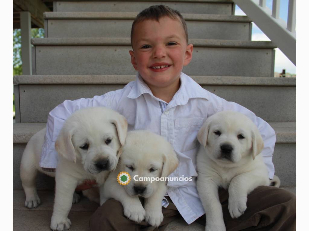 LABRADOS CACHORROS EN ADOPCION  en Huesca