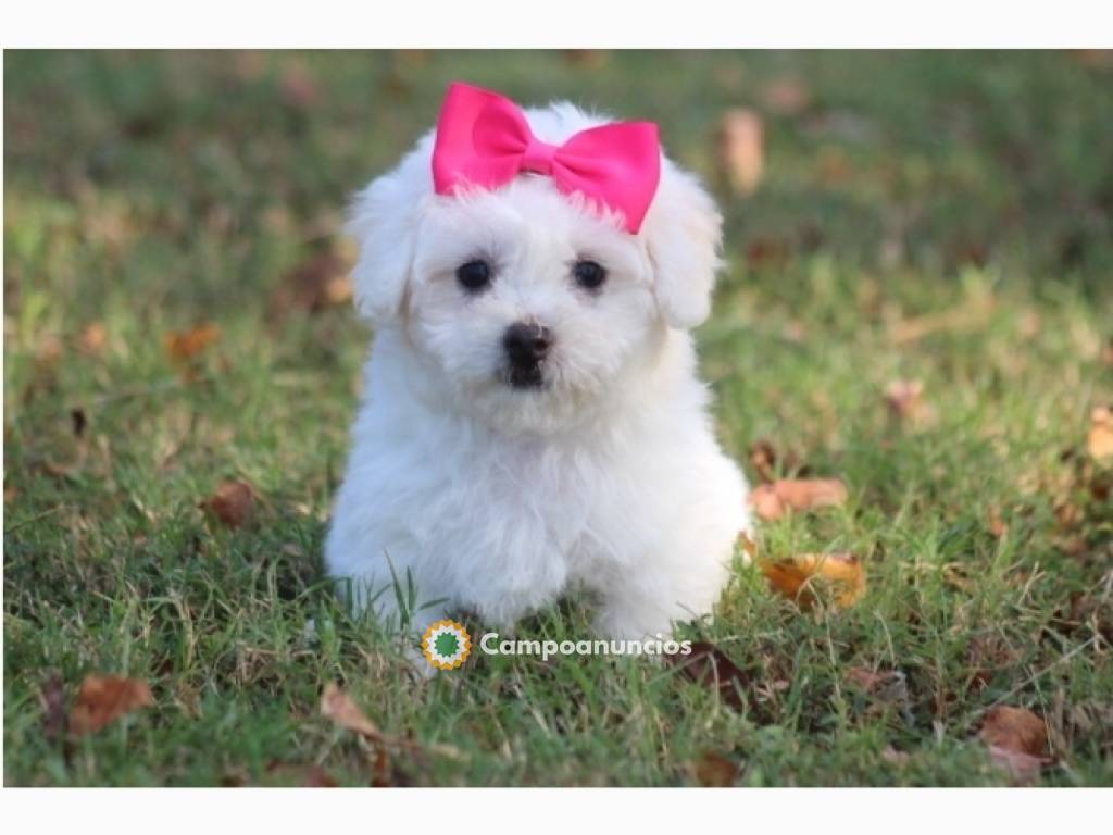 Lindas cachorros Bichon Frise disponible en Tenerife