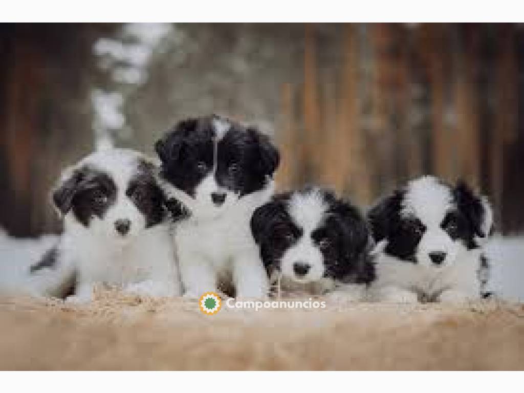 lindo cachorro Border Collie Disponible. en Toledo