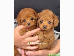 Lindo cachorro caniches mini toy