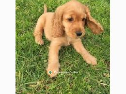 Lindo cachorro cocker para adopción.