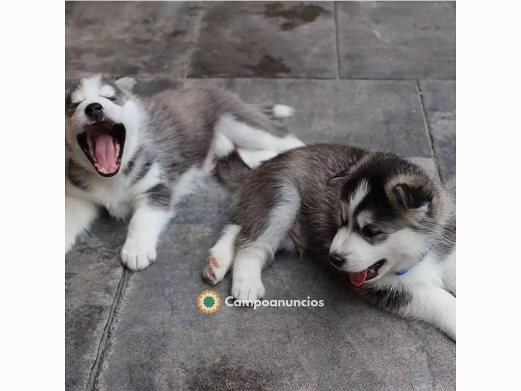 LINDO CACHORRO DE HUSKY SIBERIANO en Ourense