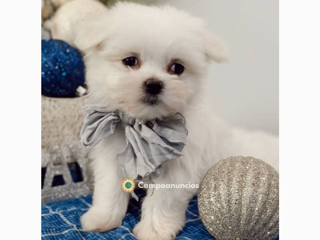 Lindo cachorros de bichon maltes mini en Toledo