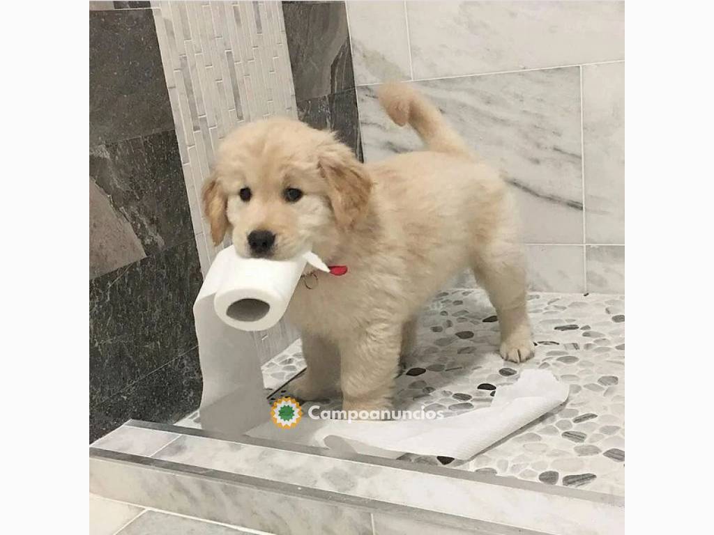 Lindo Cachorros de Golden Retriever en Barcelona