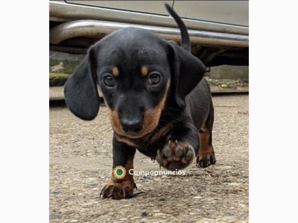 Lindo Cachorros de Teckel Miniatura en Ourense