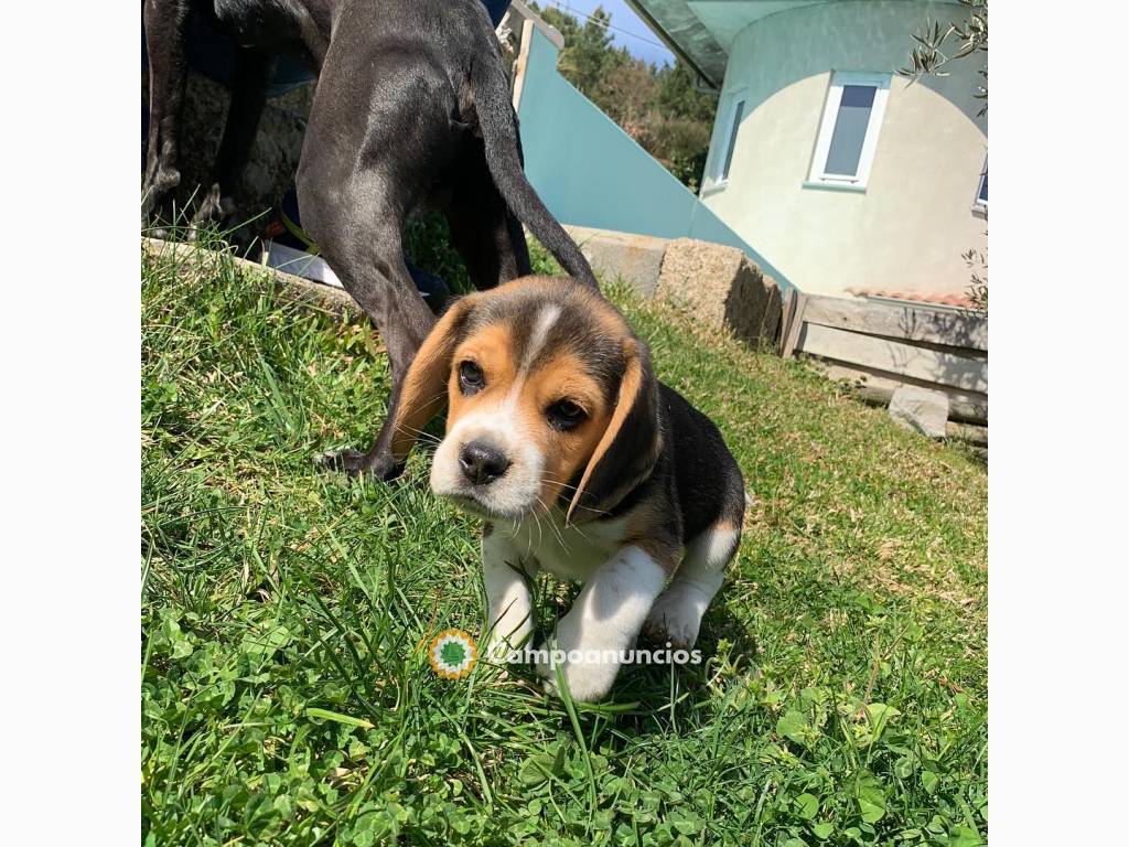 lindos cachorros beagle en Huesca