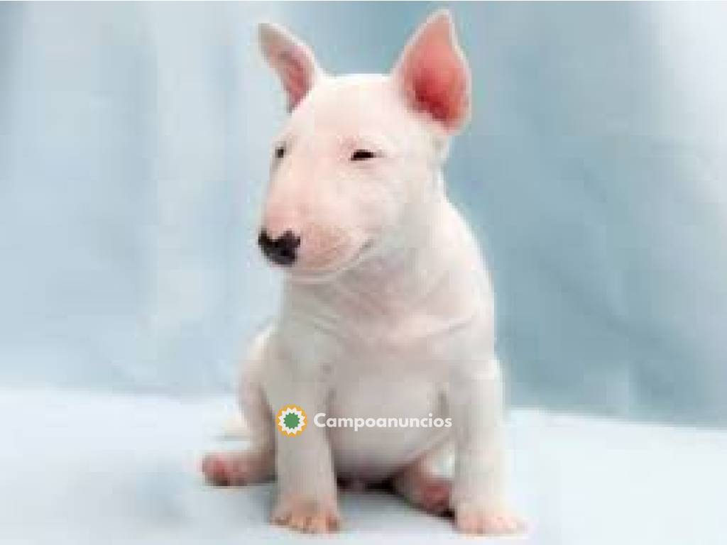 Lindos cachorros Bull Terrier disponible en Huesca