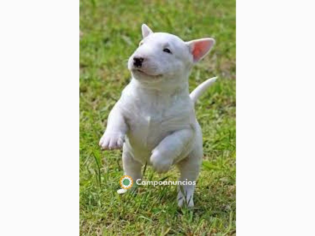 Lindos cachorros Bull Terrier disponible en Toledo