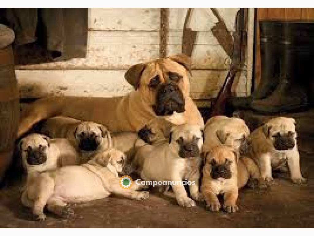 Lindos cachorros BullMastiff Disponibles en Huesca