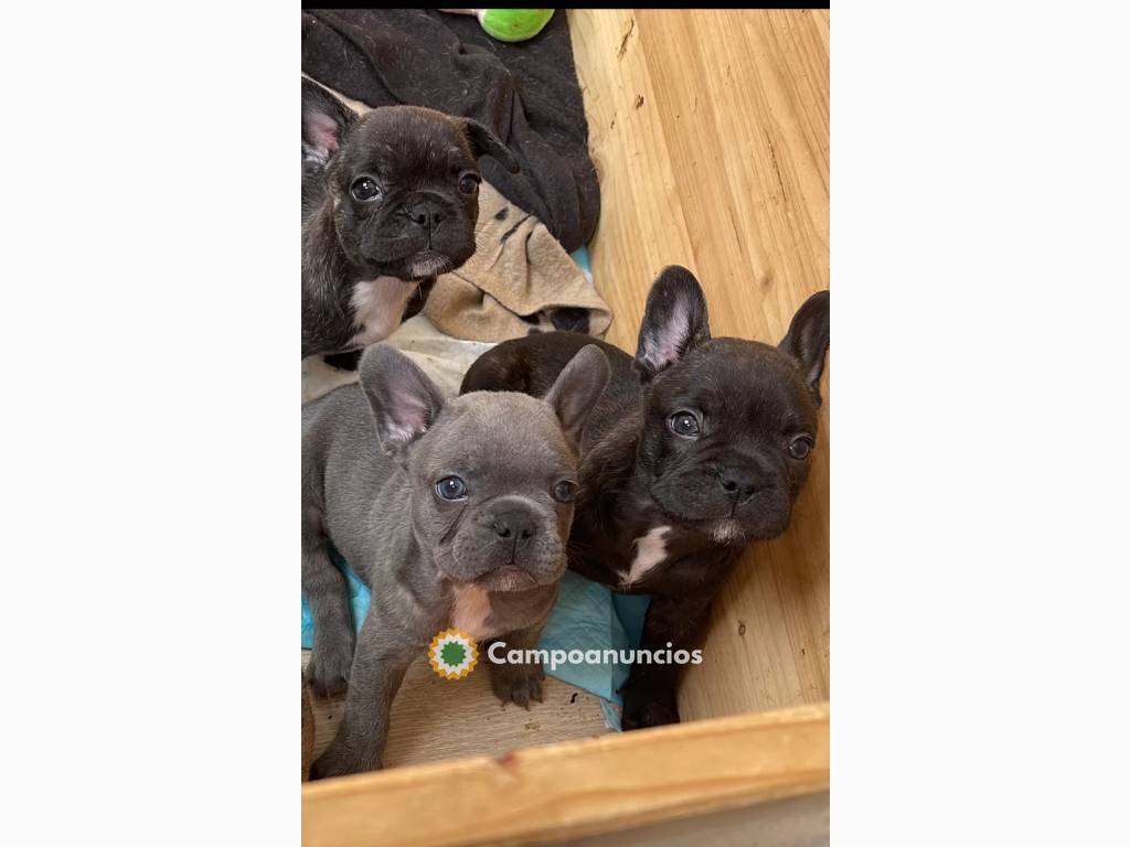 lindos cachorros de bulldog francés en Tenerife