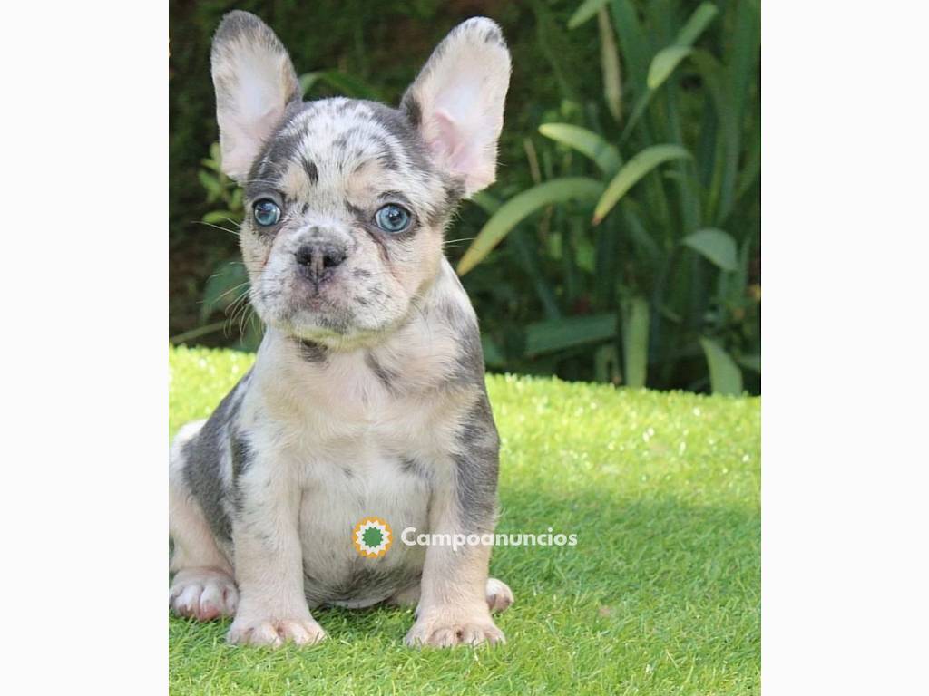 Lindos cachorros de bulldog francés aseq en Huesca