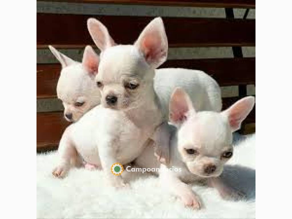 Lindos cachorros de chihuahua disponible en Huesca