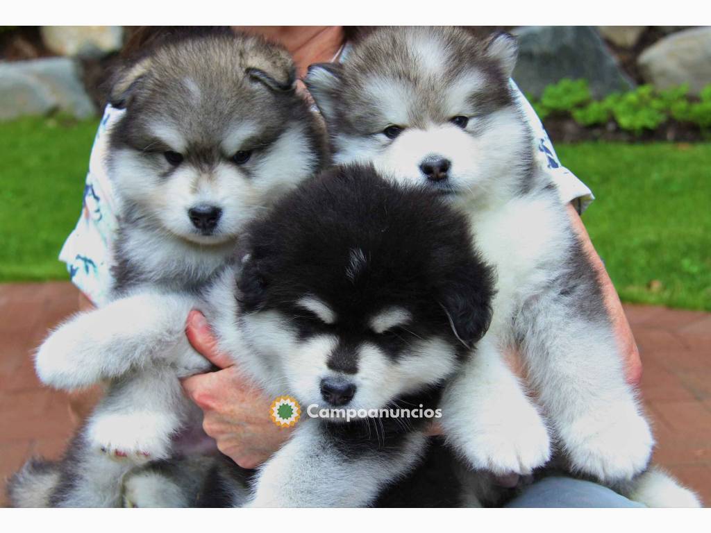 Lindos cachorros de malamute de Alaska d en Huesca