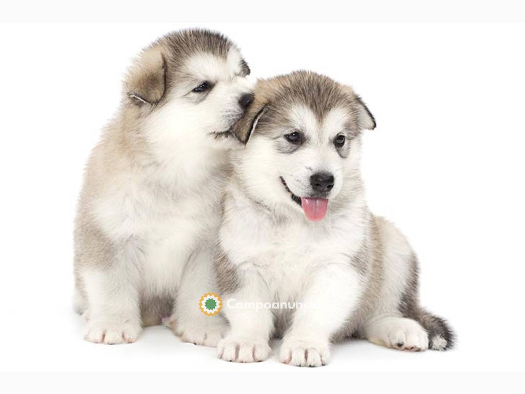 Lindos cachorros de malamute de Alaska d en Ourense