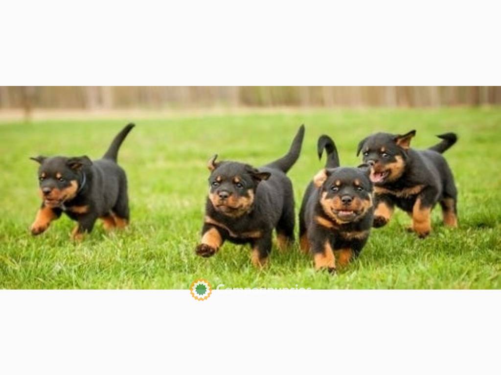 Lindos cachorros de Rottweiler para ti.. en Tenerife