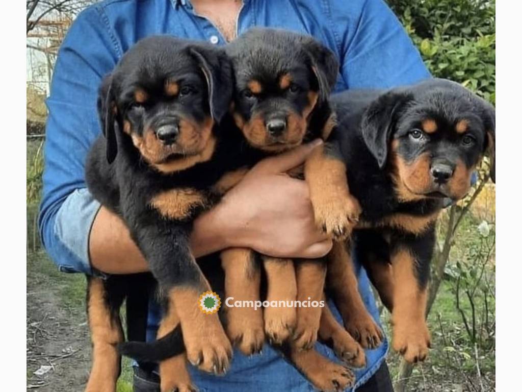 lindos cachorros rottweiler listos.. Mac en Ourense