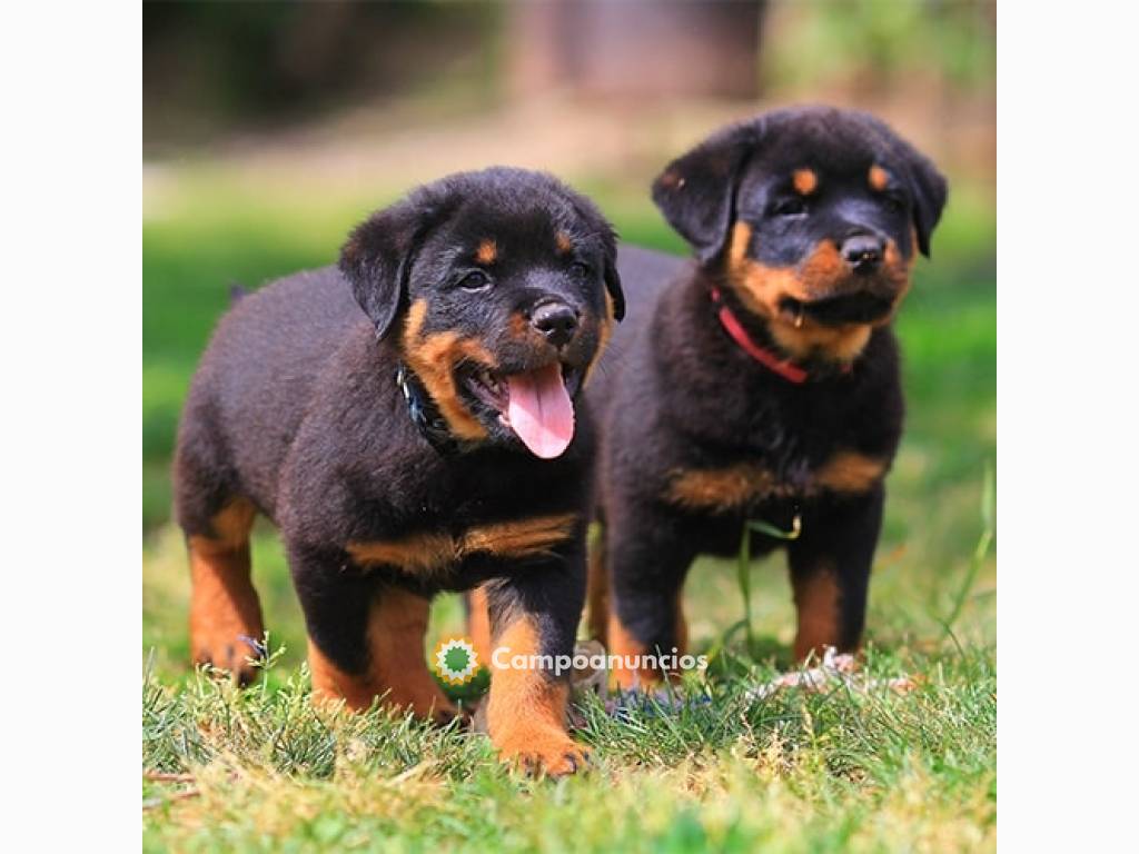 lindos cachorros rottweiler listos.. Mac en Huesca