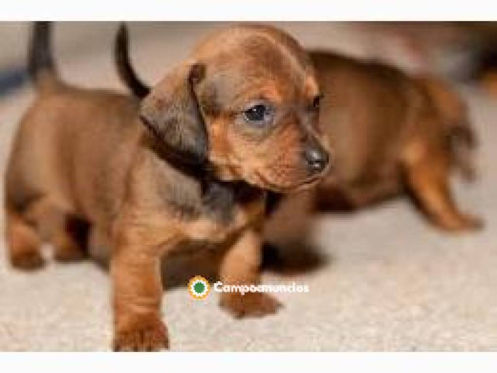 LINDOS CACHORROS TECKEL  en Tenerife