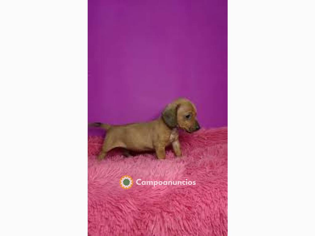 Lindos Cachorros Teckel disponibles en Tenerife