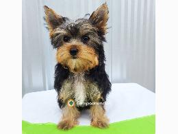 Lindos cachorros Yorkie