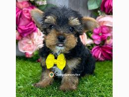 Lindos cachorros Yorkie