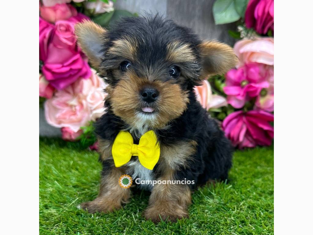 Lindos cachorros Yorkie en A Coruña