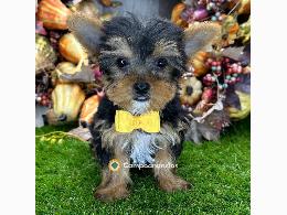 Lindos cachorros Yorkie