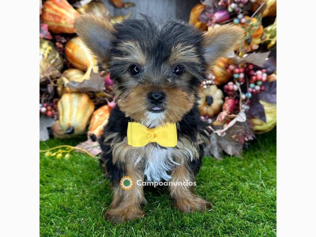 Lindos cachorros Yorkie en A Coruña
