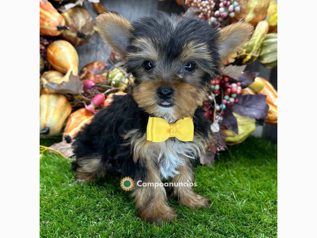 Lindos cachorros Yorkie en A Coruña
