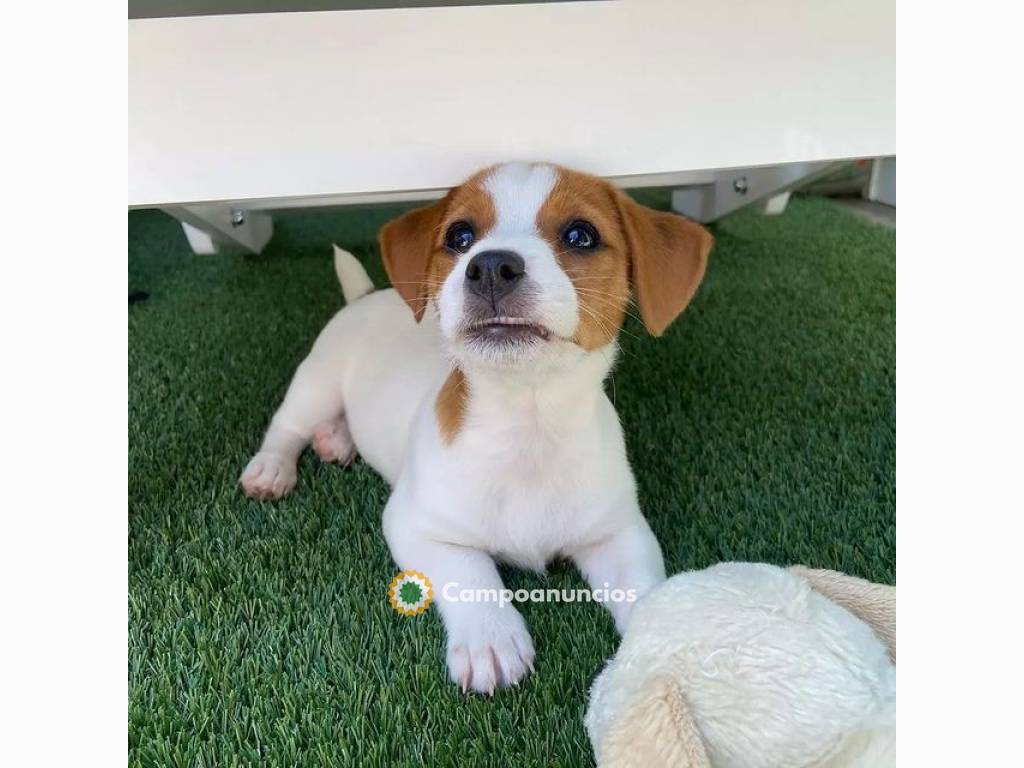 listo cachorro de Raza jack russell en Toledo