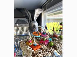 Loros grises africanos muy saludables 