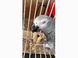 Loros grises africanos muy saludables 