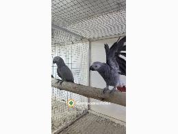 Loros grises africanos muy saludables 