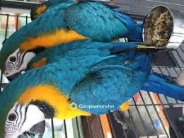 LOROS GUACAMAYOS EN ADOPCION...