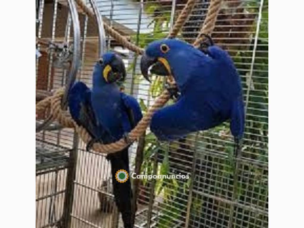  Loros Guacamayos Jacintos para adopción en Madrid