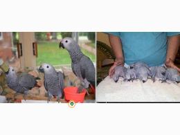 ..LOROS YACOS PAPILEROS EN ADOPCION