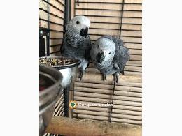 LOROS YACOS PAPILEROS en adopcion