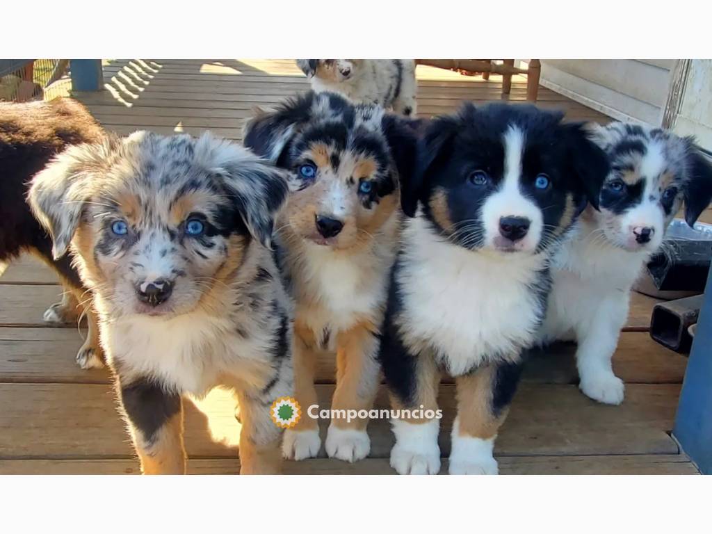 Los cachorros de pastor australiano  Los en Córdoba