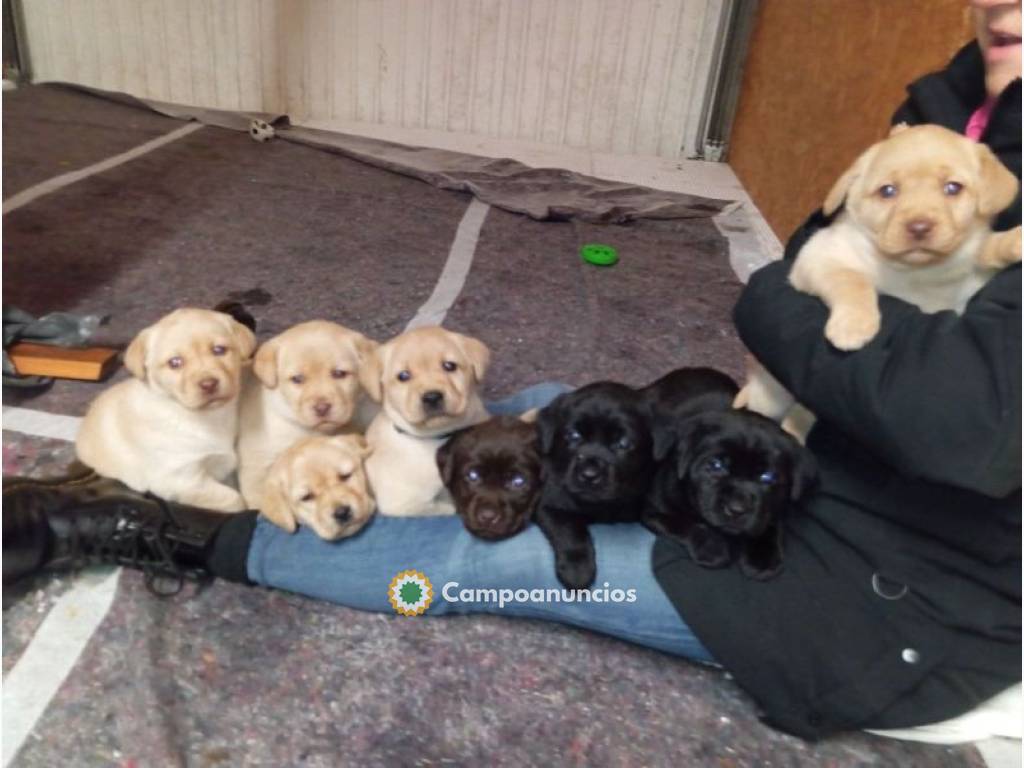 machos y hembras labrador para adopcion en Tenerife