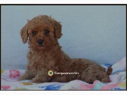 Cachorro de caniche miniatura de raza pu