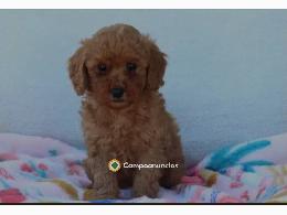 Cachorro de caniche miniatura de raza pu