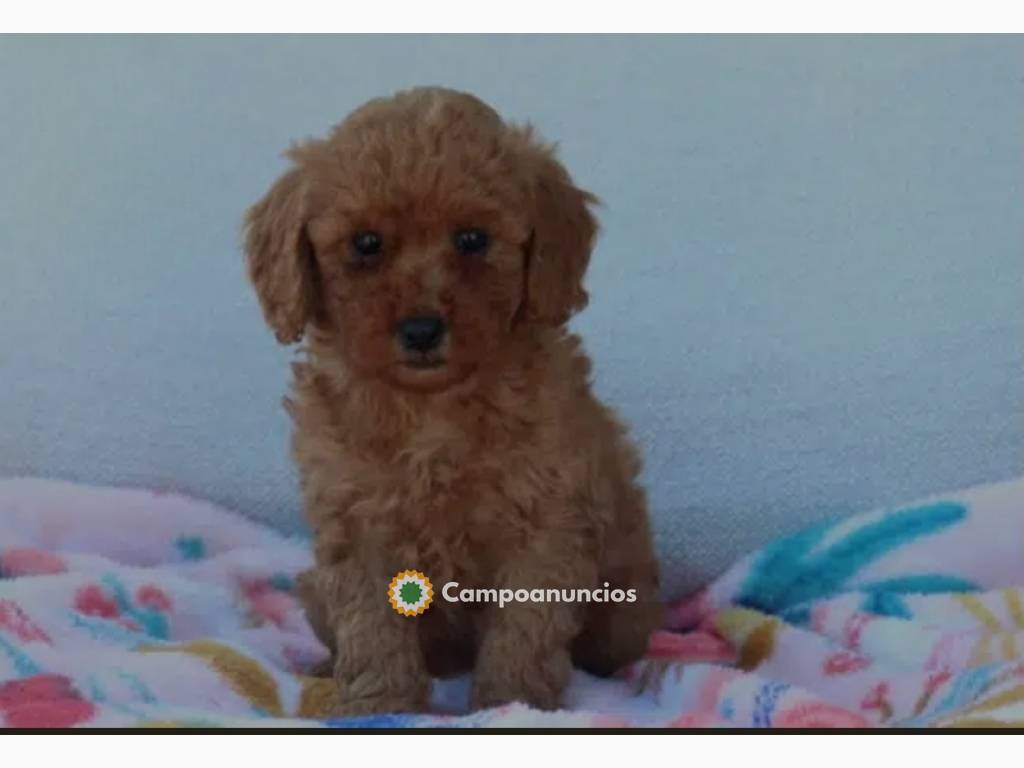Cachorro de caniche miniatura de raza pu en Madrid