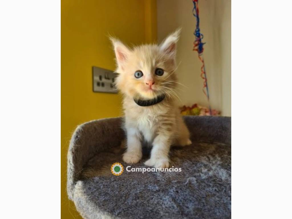 Maine Coon Kittens en Tenerife