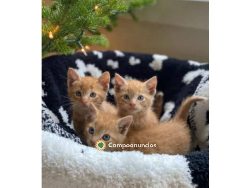 Maine Coon Kittens en Tenerife