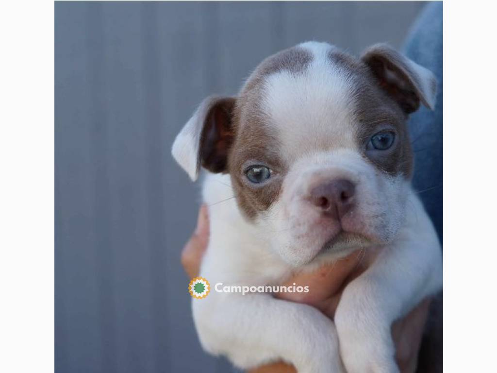 Maravillosa cachorros de Boston Terrier en Huesca