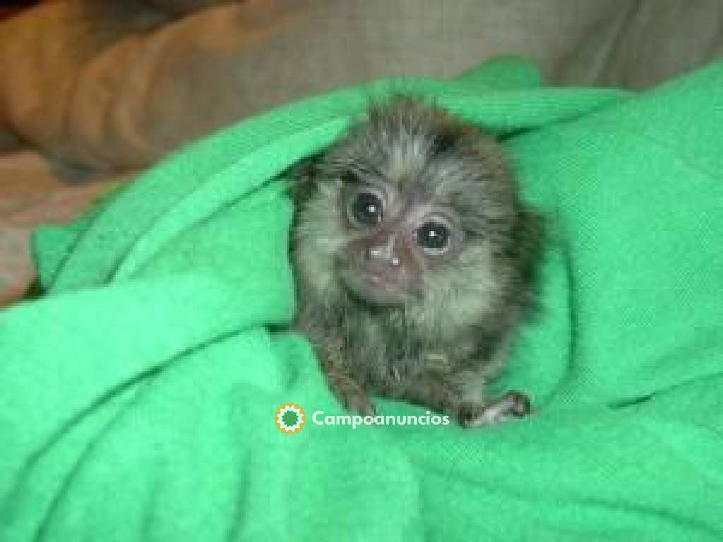 Marmoset Monkeys For Sale en Madrid