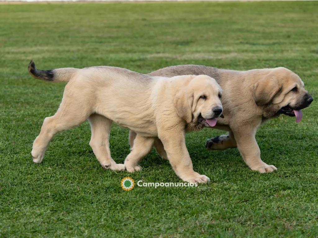 Mastín español Cachorros Disponibles en Huesca