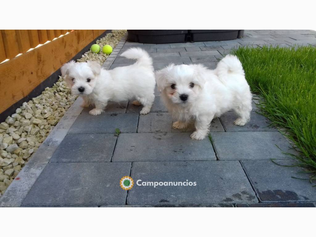 Mini bichón maltés  en Huesca