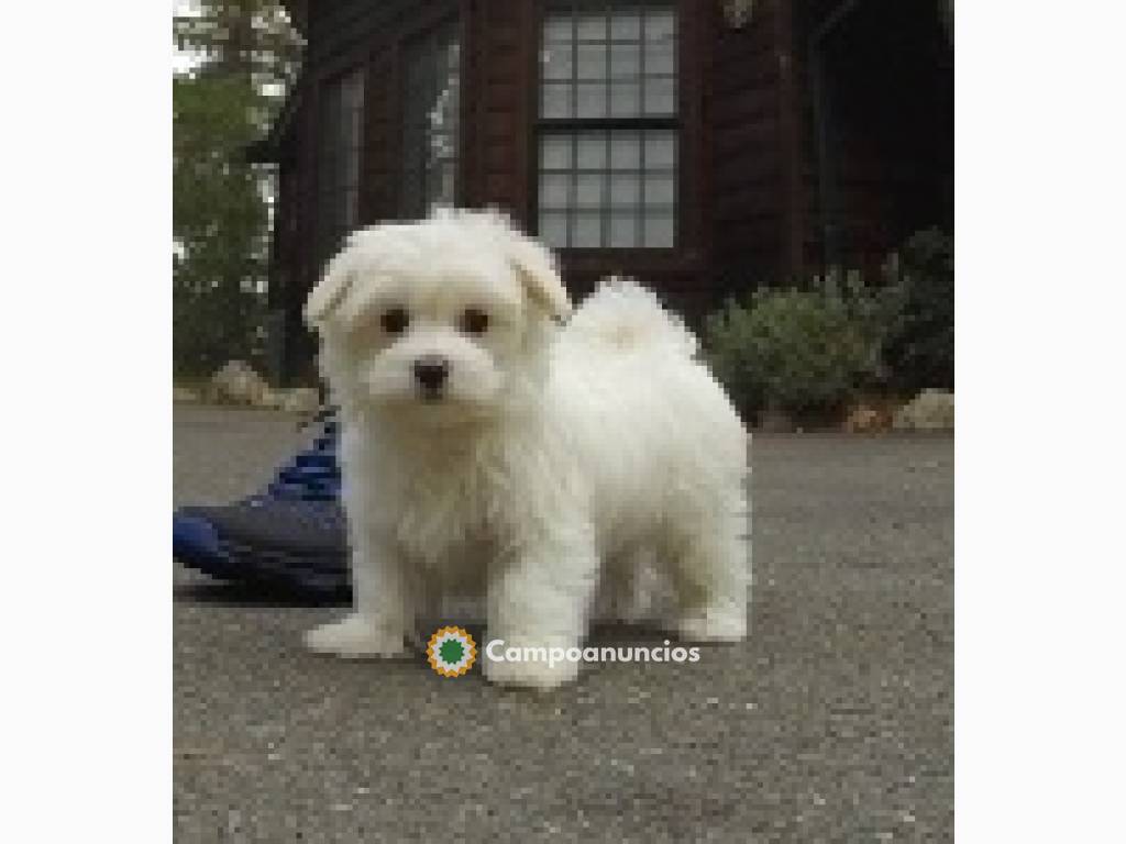 Mini cachorros malteses en adopción. en Toledo