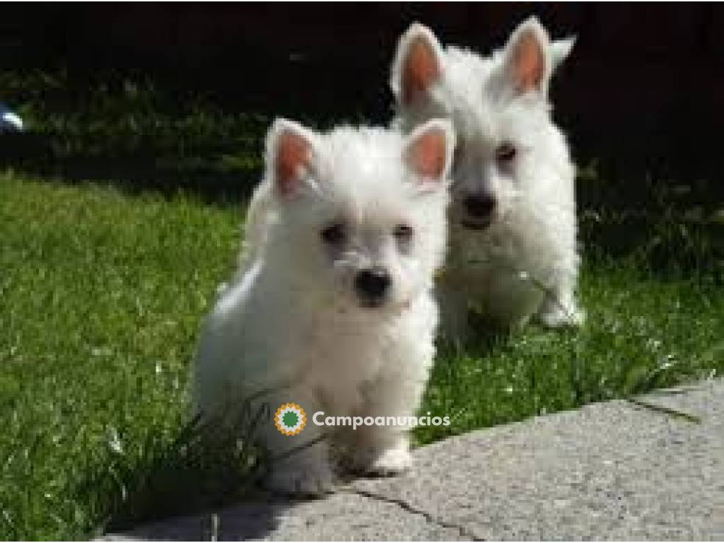 MINI CACHORROS WESTIE en Tenerife